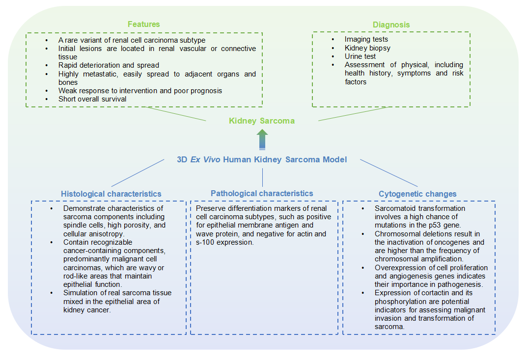 Introduction of the 3D Ex Vivo Human Kidney Sarcoma Model